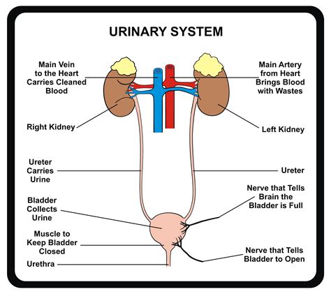 pictures of pee|Category:Human urination .